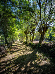 Caminhos de floresta