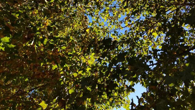The air moves the branches of the trees that are changing color