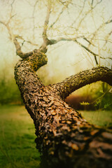 On a warm, clear summer day, a beautiful curved tree stands in a green park.  Willow tree in nature. Flora.