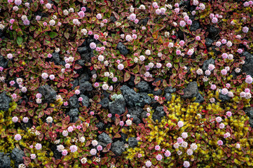 Flores selvagens

