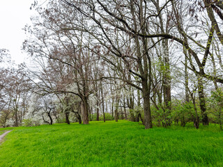 A Peaceful Meadow With Towering Trees and a Serene Path. A grassy field with trees and a dirt path