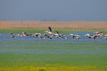 Great White Pelican, Pelecanus onocrotalus, flying over the lake in groups at Lake Manyas in Turkey.
