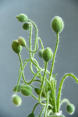 Closed poppy flower bud in a garden.