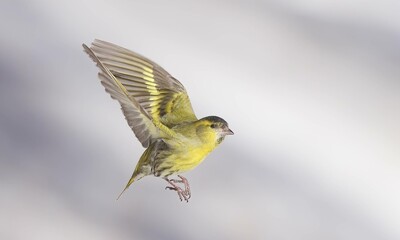 Siskin in Flight with open Wings