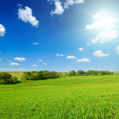 A green pea field and sun on blue sky.