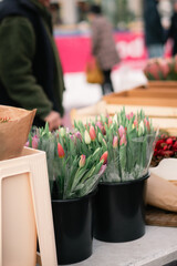 Man selling fresh tulip flowers in his stall on a local farmers market in scnadinavia.