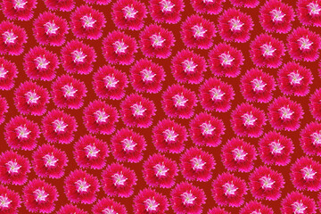 Composição de padrão com flor cravo vermelho, png com fundo vermelho