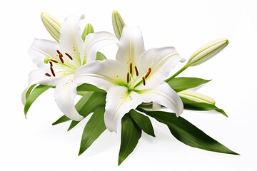 Fototapeta na wymiar Lily With large petals and a distinctive shape, white background , isolated