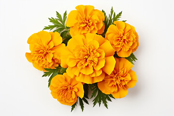 Marigold, white background, isolated , top view
