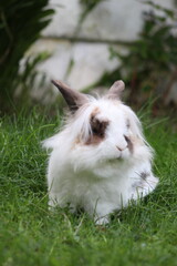 white rabbit on grass