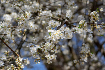 Prunus domestica italica greengages plums tree in bloom, beautiful rich flowering branches in springtime