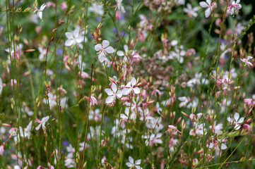 Fototapeta premium Gaura lindheimeri clockweed beeblossom Whirling Butterflies white flowers petals in bloom, long flowering indian feather plants