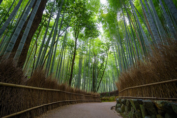 Sagano Path in Kyoto, Japan
