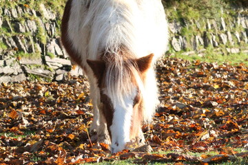 Pony in autumn leaves
