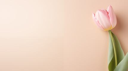 Delicate pink tulip on a beige background. Space for text or design.