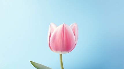 Delicate pink tulip on a blue background. Space for text or design.