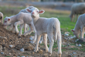 Obraz premium Newborn white coloured lambs are being fed in the field.