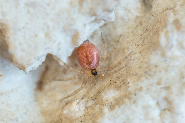 Tiny wall spider, Oecobius Navus, on a wall