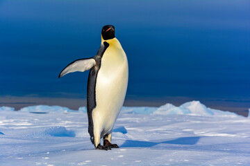 Obraz premium Emperor Penguin in Antarctica