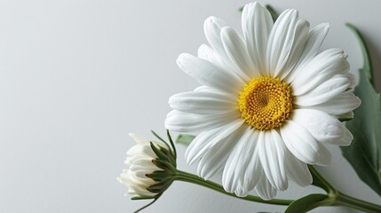 The striking simplicity of a white daisy is set against a bright background, emphasizing its elegant form and cheerful character.
