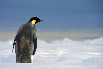 Emperor Penguin in Antarctica