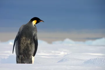 Papier Peint photo Antarctique Emperor Penguin in Antarctica