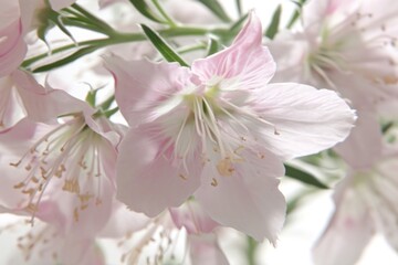 Close-up of delicate pink flowers in bloom, with a soft focus that suggests the gentle beauty of spring and Easter.