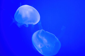 Jelly fish with a blue background