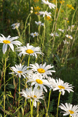 Chamomile flower close-up on a meadow. Flowers background.