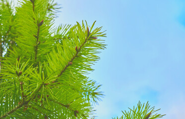 New Year's Christmas background with green branches of spruce,pine