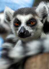 Ring-tailed Lemur (Lemur catta) Outdoors