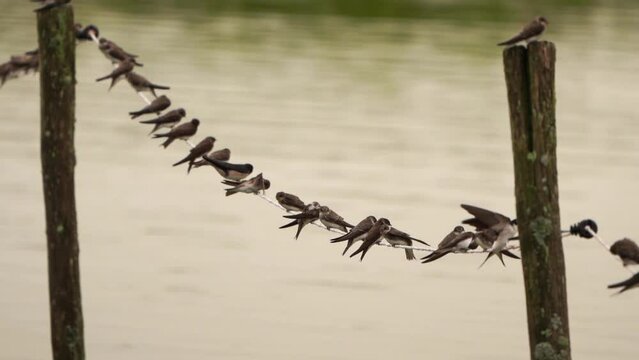 Barn swallows (Hirundo rustica) and sand martins (Riparia riparia) balancing on a rope - slow motion