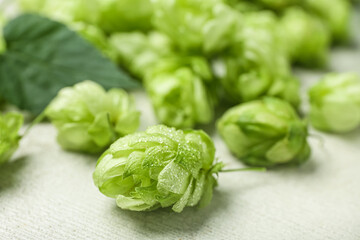 Fresh green hops on grunge background