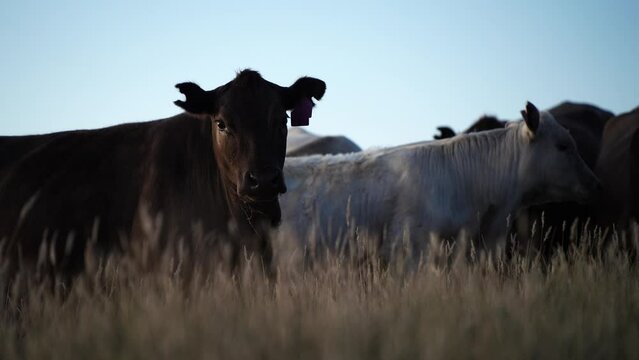 beef cows in a dry field grazing in Australia