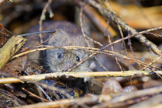 vole coming out of hiding place