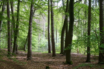 Buchenwald im Frühling