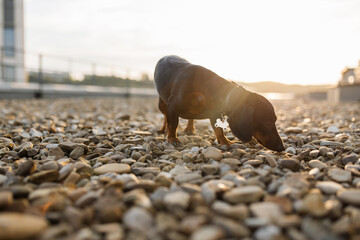 Lovely interested home pet looking playfully at pebbles stones on clear day. Funny little dog with...