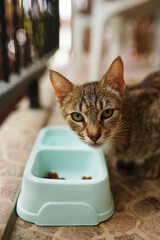 A wary stray cat stands by a light blue food bowl cautiously eyeing its surroundings as it pauses...