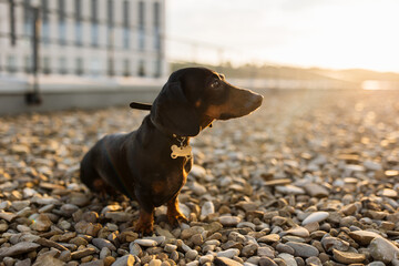 Brown dachshund dog with short fur and floppy ears sitting on pebble surface with beautiful landscape on background. Kind pet in collar with metal tag looking straight with friendly expression.