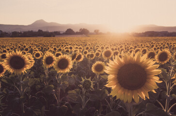 Un champ de tournesol en auvergne en france