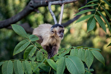 monkey sitting on a tree