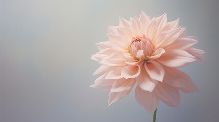 Fototapeta premium Beautiful abstract flower over pastel background. Serenity, tranquility concept