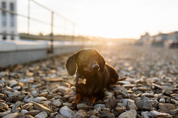 Brown dachshund dog with short fur and floppy ears sitting on pebble surface with beautiful...