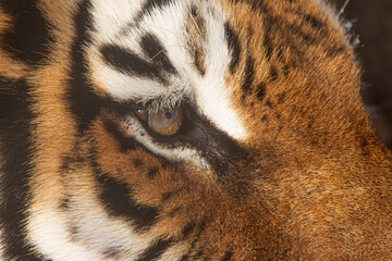 Siberian tiger (Panthera tigris tigris) detail to the eye