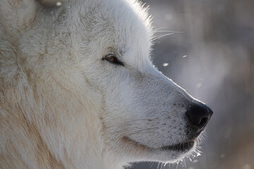 male Arctic wolf (Canis lupus arctos) detail of the head section