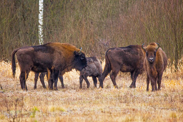 The European bison (Bison bonasus) or the European wood bison small herd