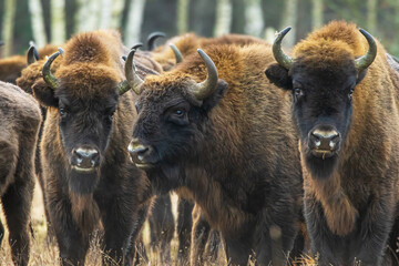 Fototapeta premium The European bison (Bison bonasus) or the European wood bison detail of herd