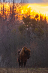 The European bison (Bison bonasus) or the European wood bison during sunset