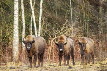 The European bison (Bison bonasus) or the European wood bison three juveniles