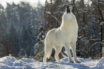 male Arctic wolf (Canis lupus arctos) howling in the winter landscape